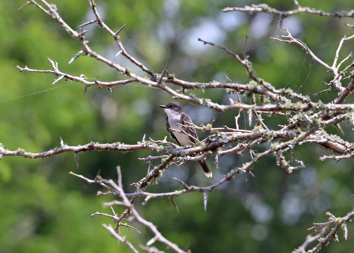 Eastern Kingbird - Noreen Baker