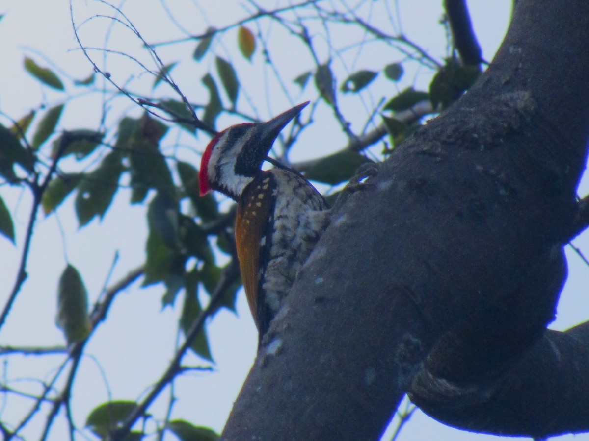 Black-rumped Flameback - SAHANAA A