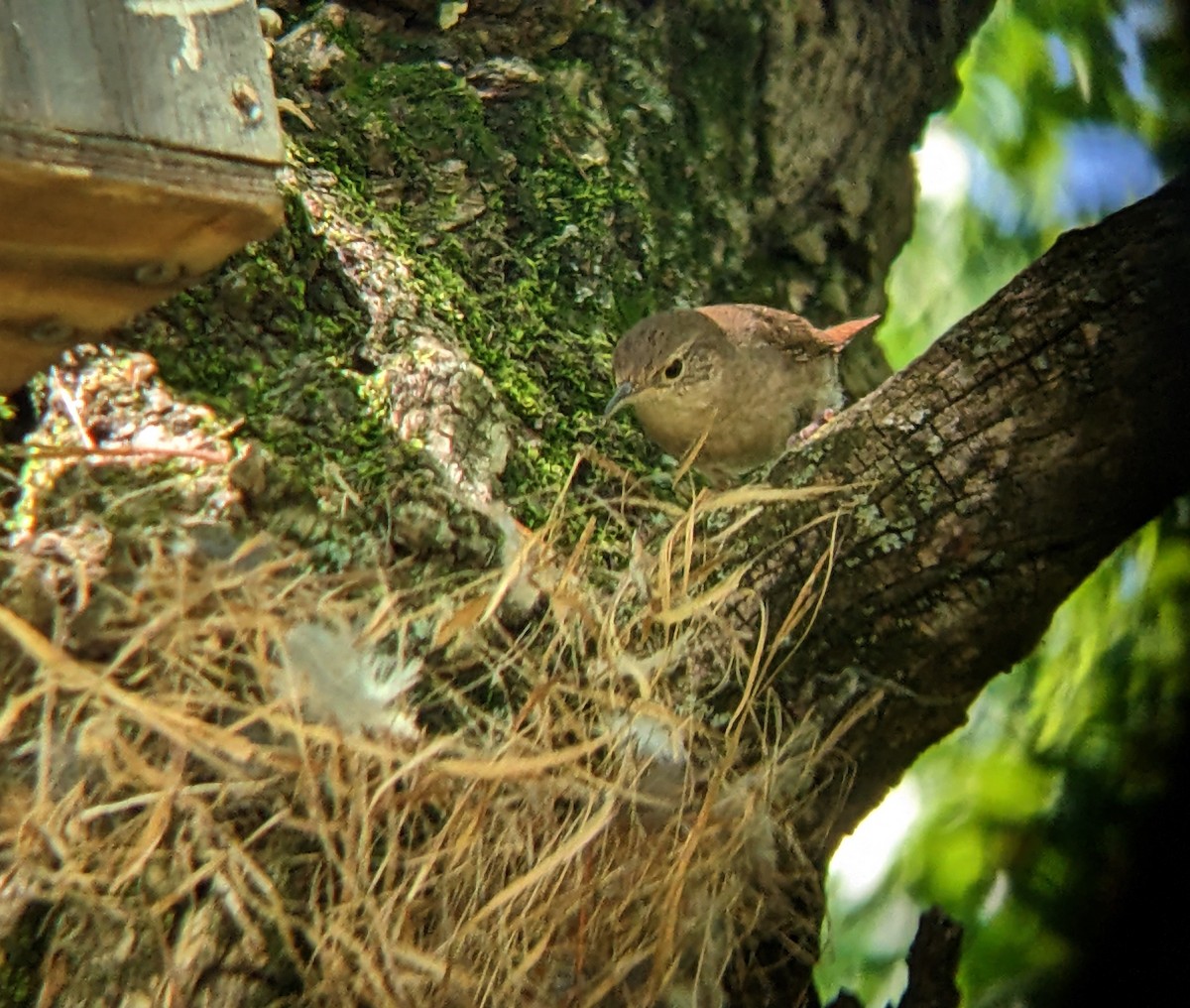 House Wren - Evgenia Ilinishnaya