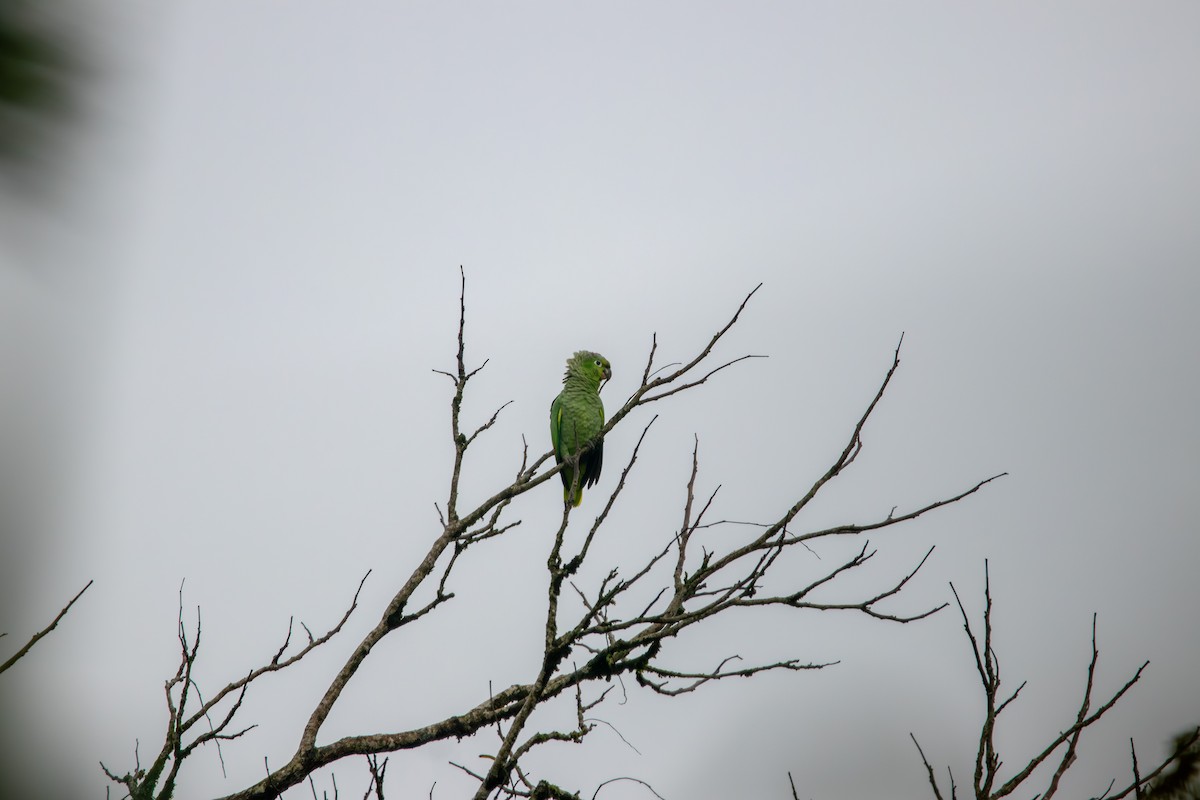 Mealy Parrot - Matt Fischer