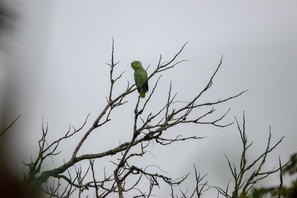 Mealy Parrot - Matt Fischer