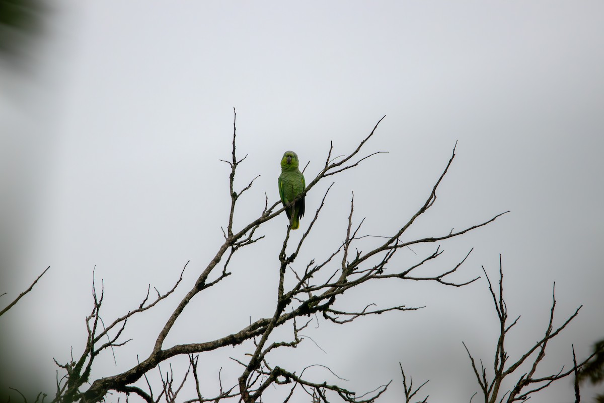 Mealy Parrot - Matt Fischer