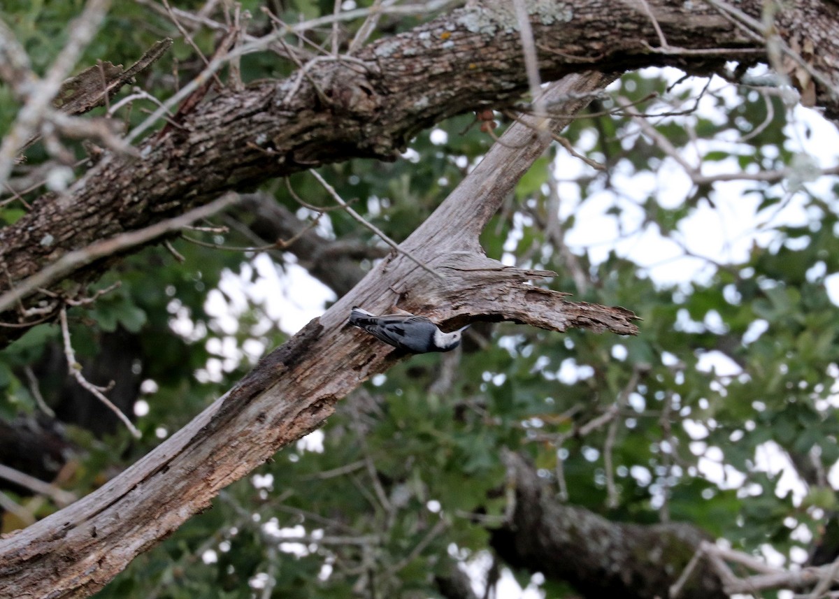 White-breasted Nuthatch - Noreen Baker