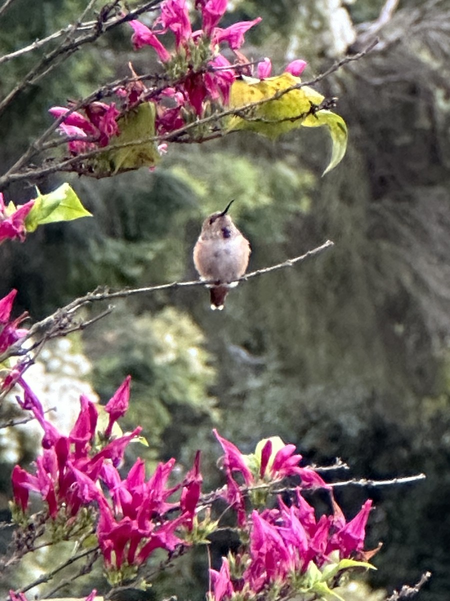 Allen's Hummingbird - Samuel Lauda