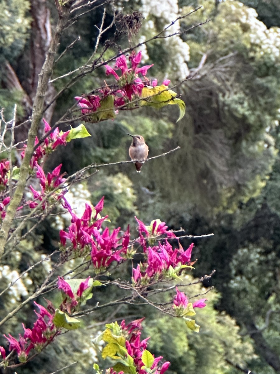 Allen's Hummingbird - Samuel Lauda