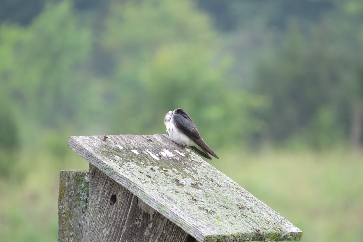 Tree Swallow - ML619554260