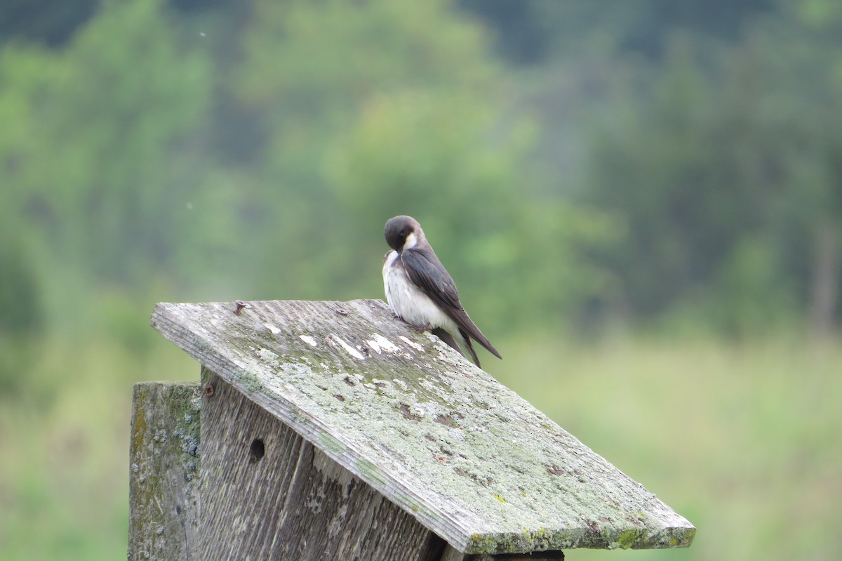 Tree Swallow - ML619554262