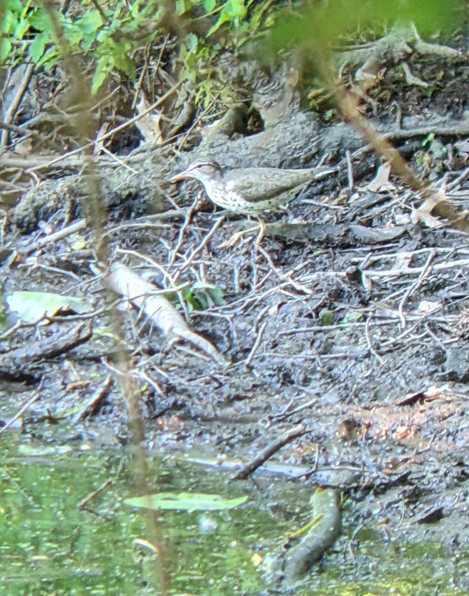 Spotted Sandpiper - Evgenia Ilinishnaya