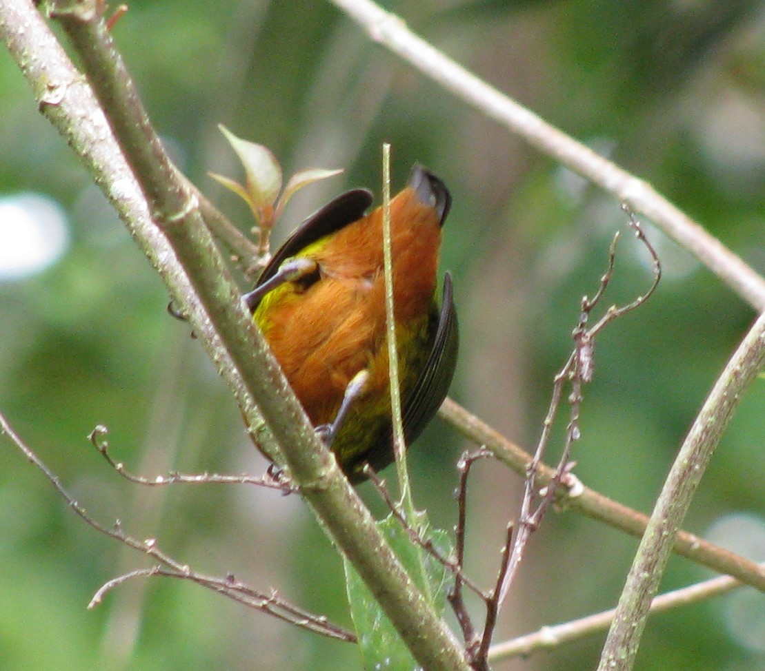 Olive-backed Euphonia - ML619554268