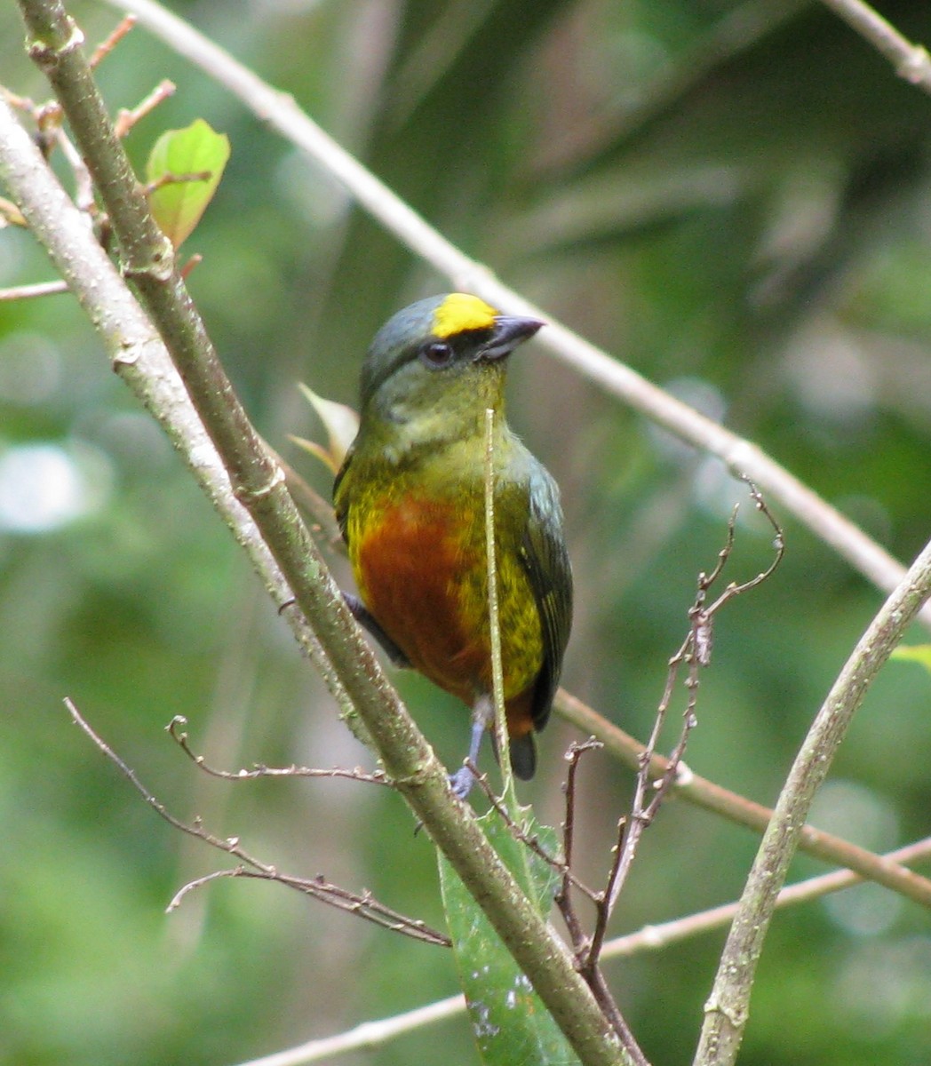 Olive-backed Euphonia - ML619554269