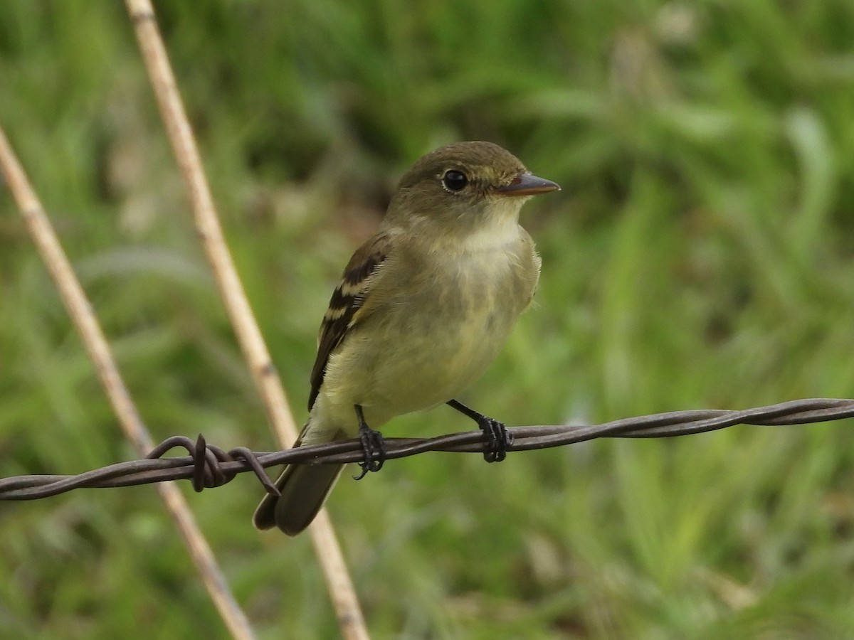 Alder Flycatcher - John Lundgren