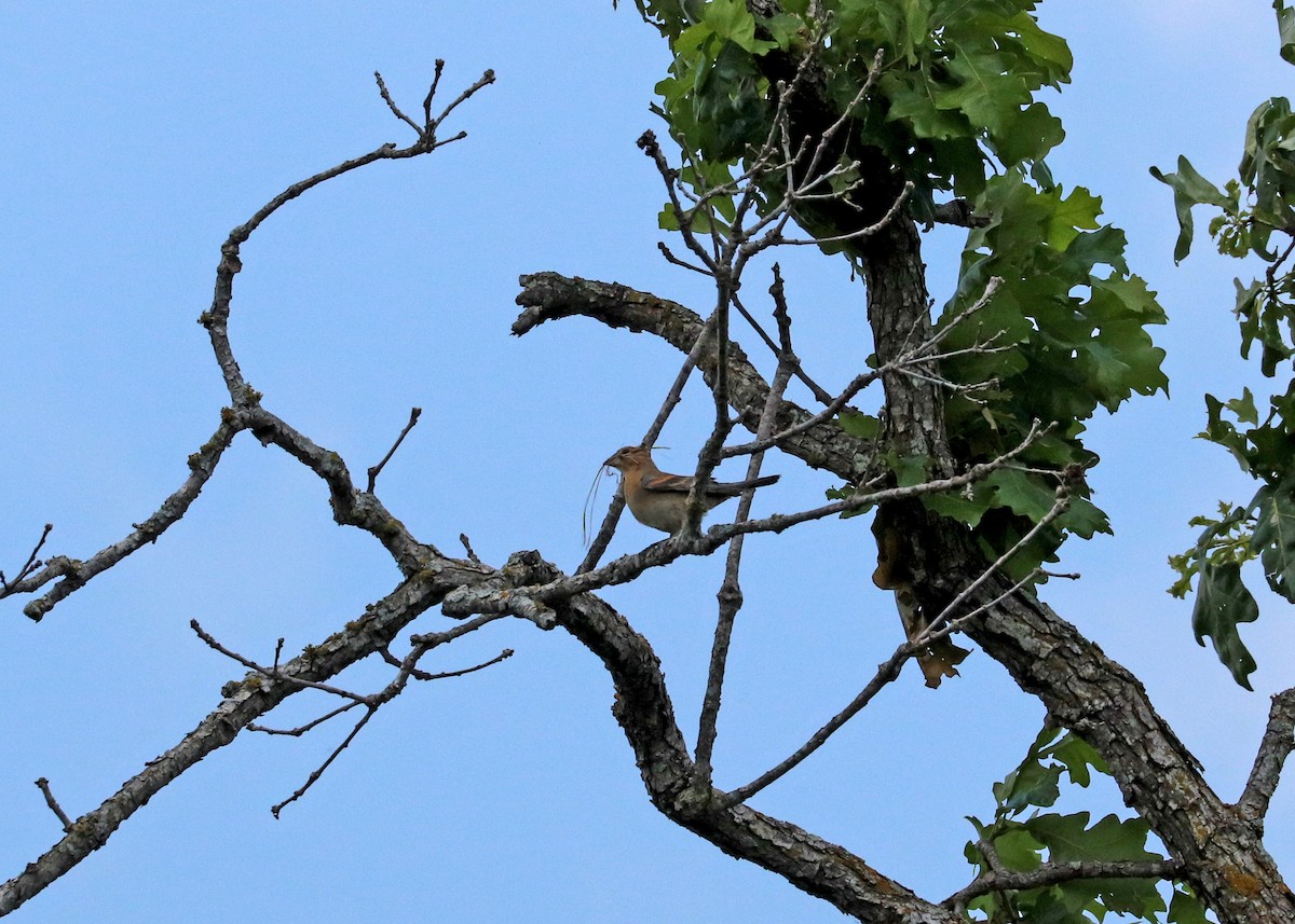 Blue Grosbeak - Noreen Baker