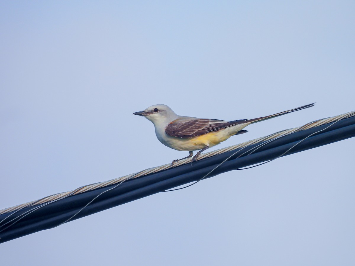 Scissor-tailed Flycatcher - Andrew Hamlett
