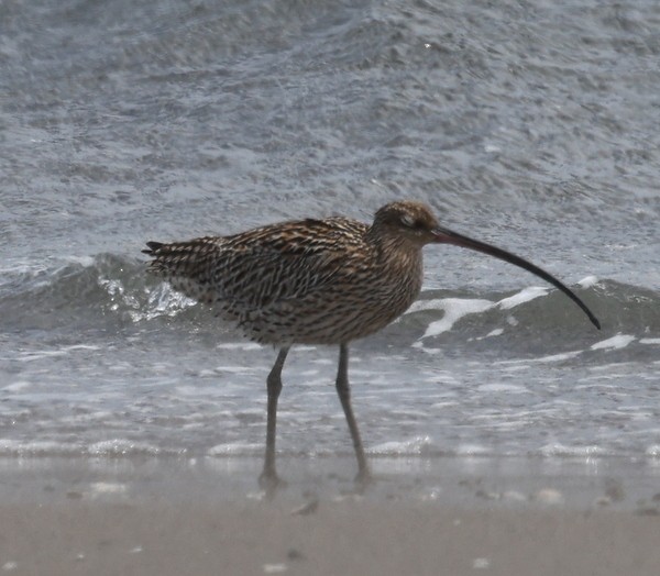 Far Eastern Curlew - ML619554277