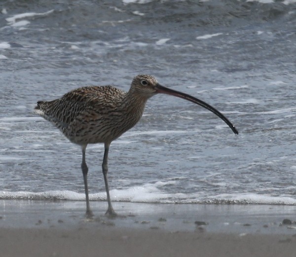 Far Eastern Curlew - ML619554279