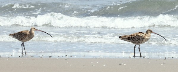 Far Eastern Curlew - ML619554281