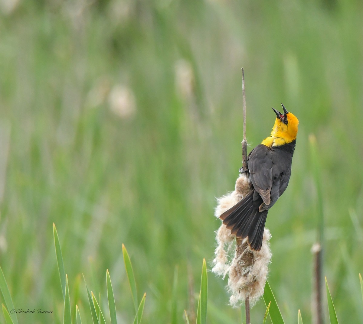 Yellow-headed Blackbird - Libby Burtner