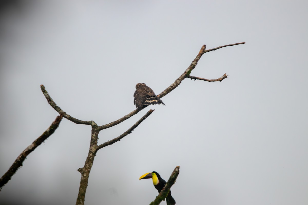 Broad-winged Hawk - Matt Fischer