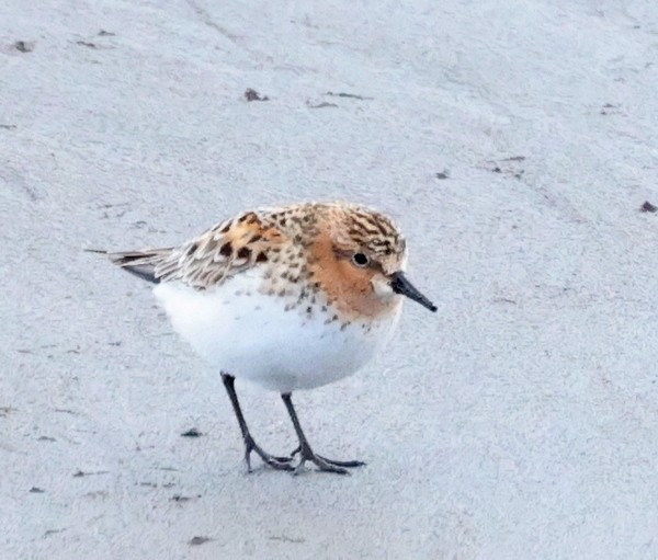 Red-necked Stint - ML619554289