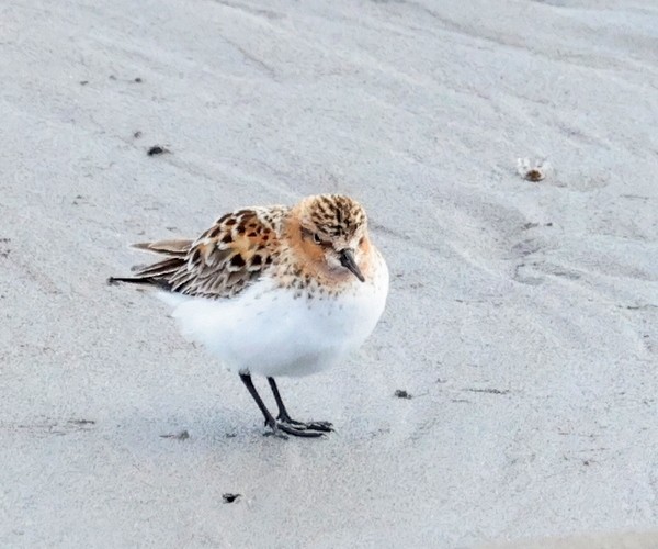 Red-necked Stint - ML619554290