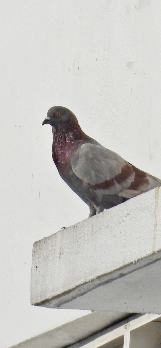 Rock Pigeon (Feral Pigeon) - Alisha Tay