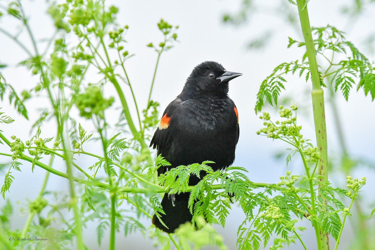 Red-winged Blackbird - Libby Burtner