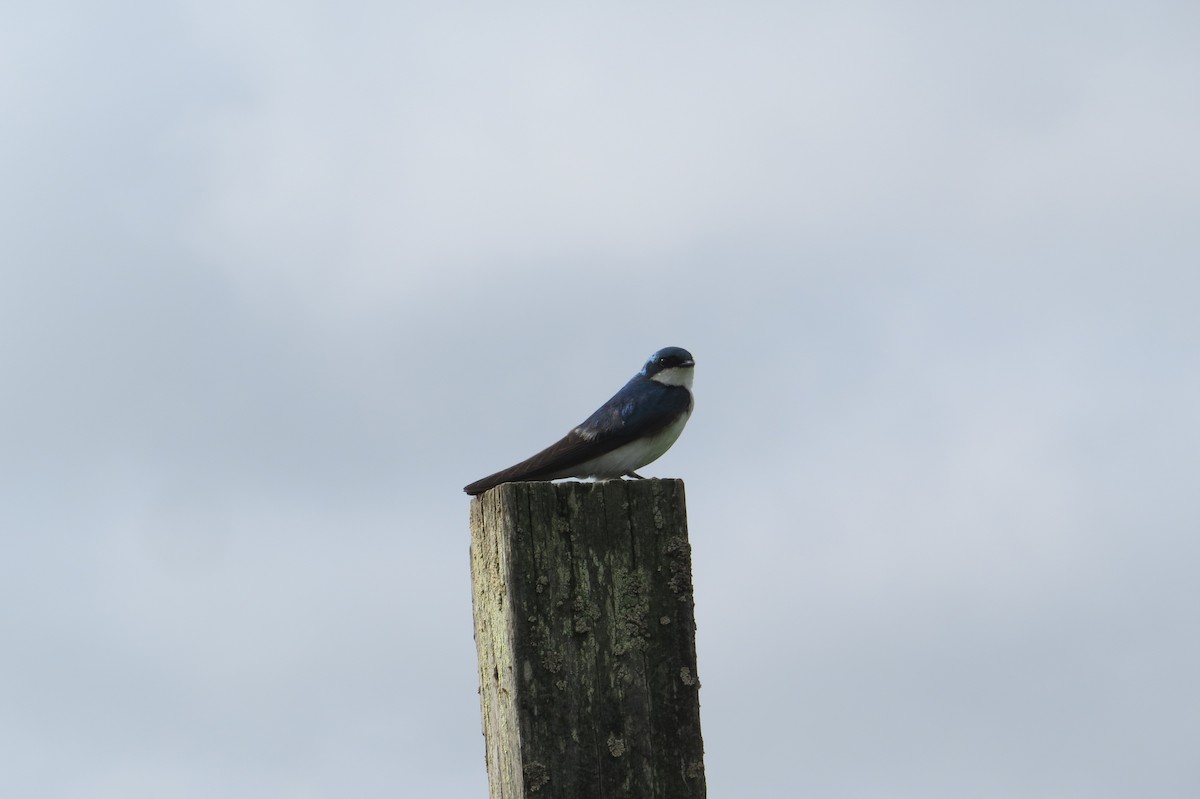 Tree Swallow - Alan Collier