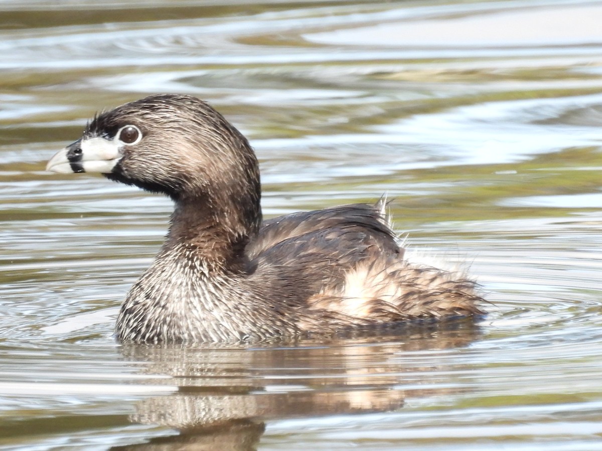 Pied-billed Grebe - ML619554301