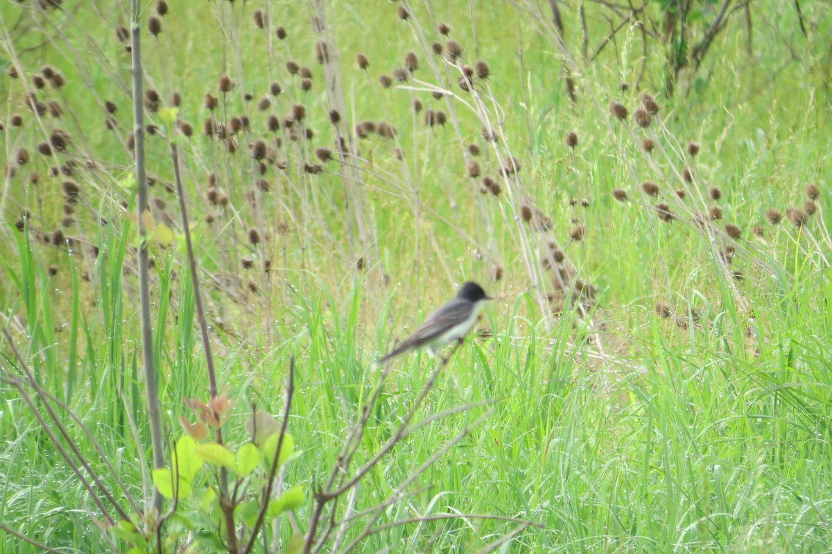 Eastern Kingbird - Alan Collier