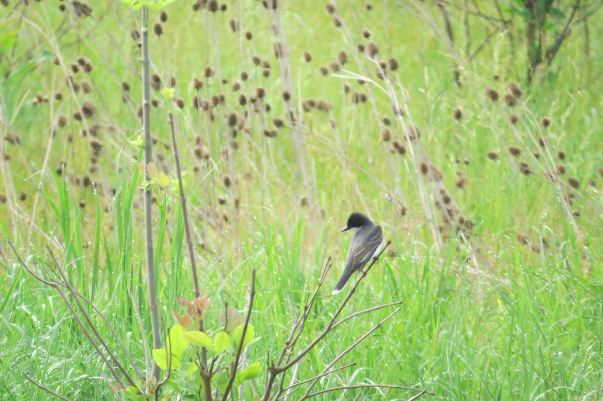 Eastern Kingbird - Alan Collier