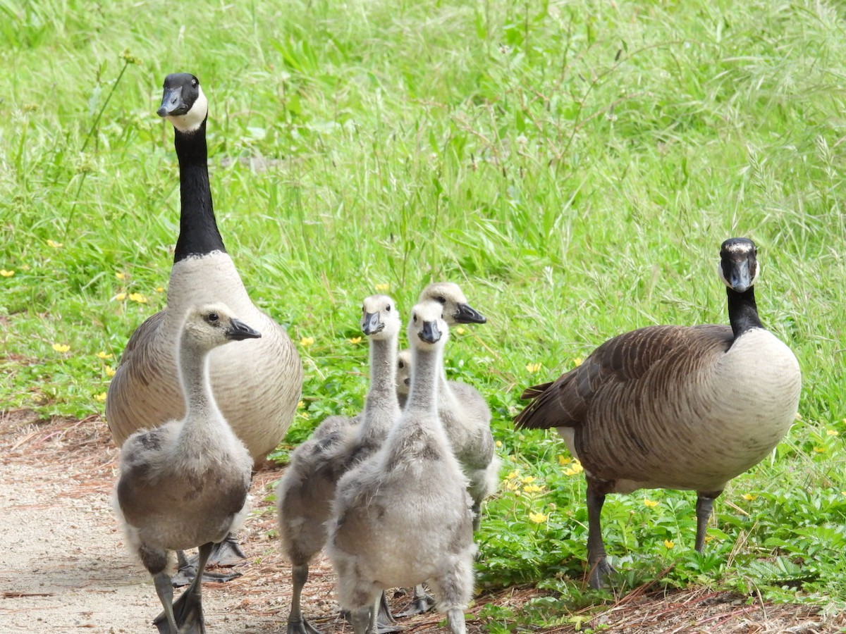 Canada Goose - ML619554312