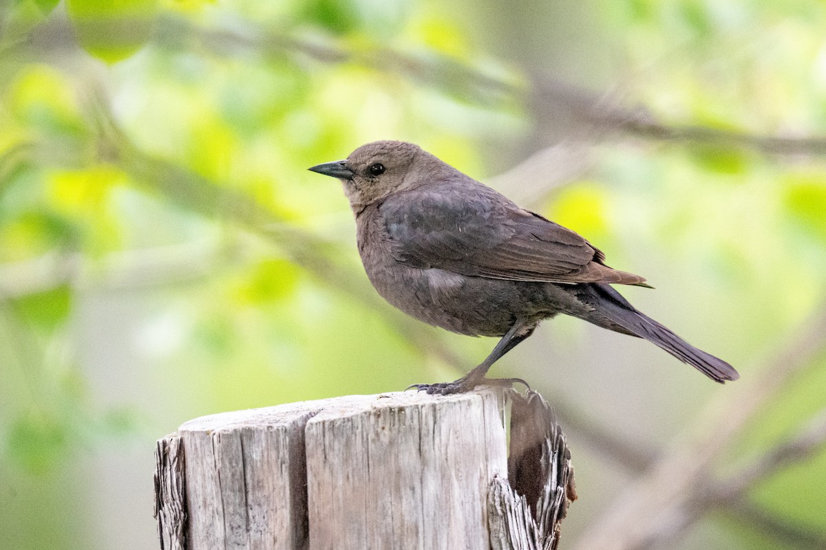 Brewer's Blackbird - ML619554313