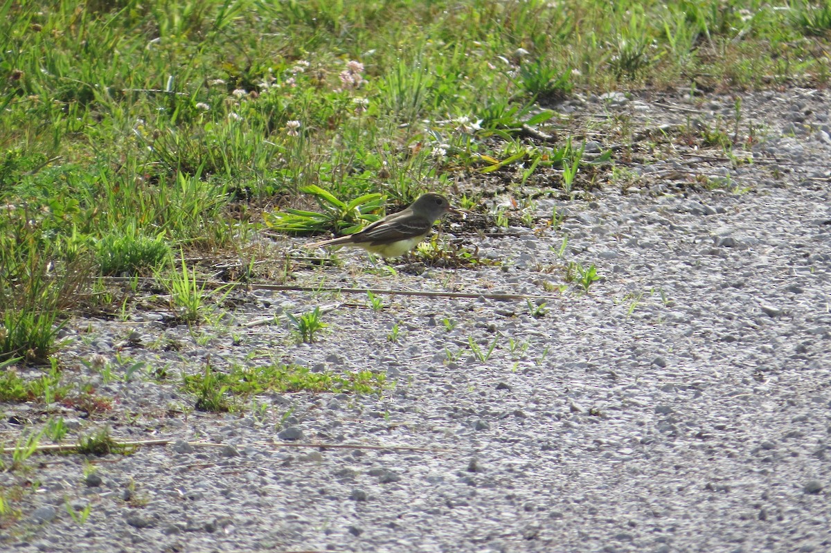 Great Crested Flycatcher - ML619554316