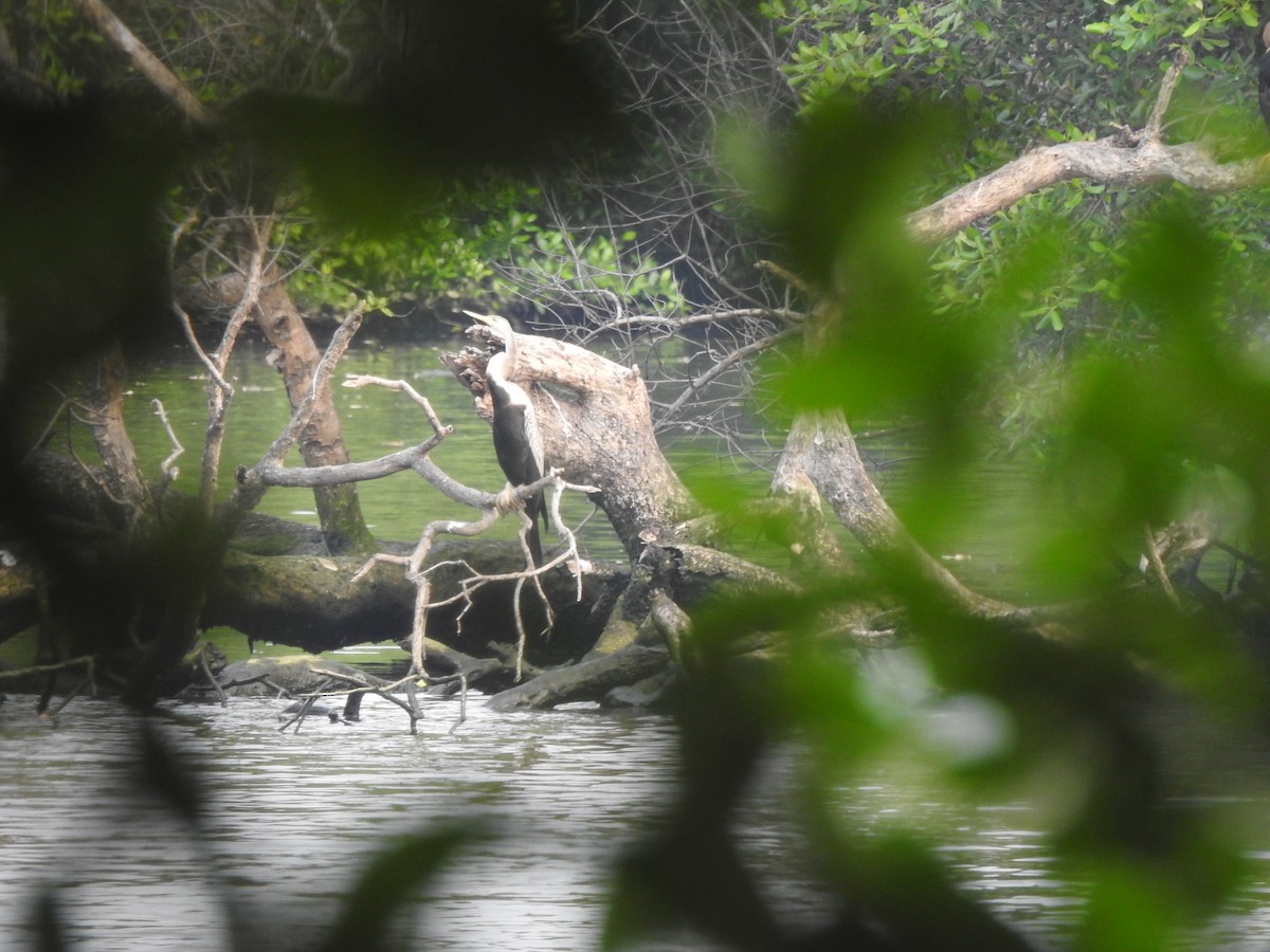 Oriental Darter - Anonymous