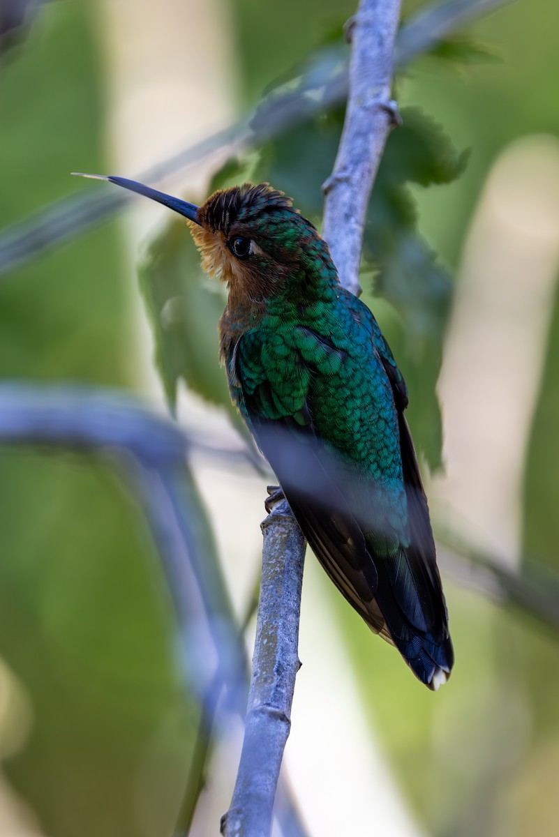 Green-crowned Brilliant - Mason Flint