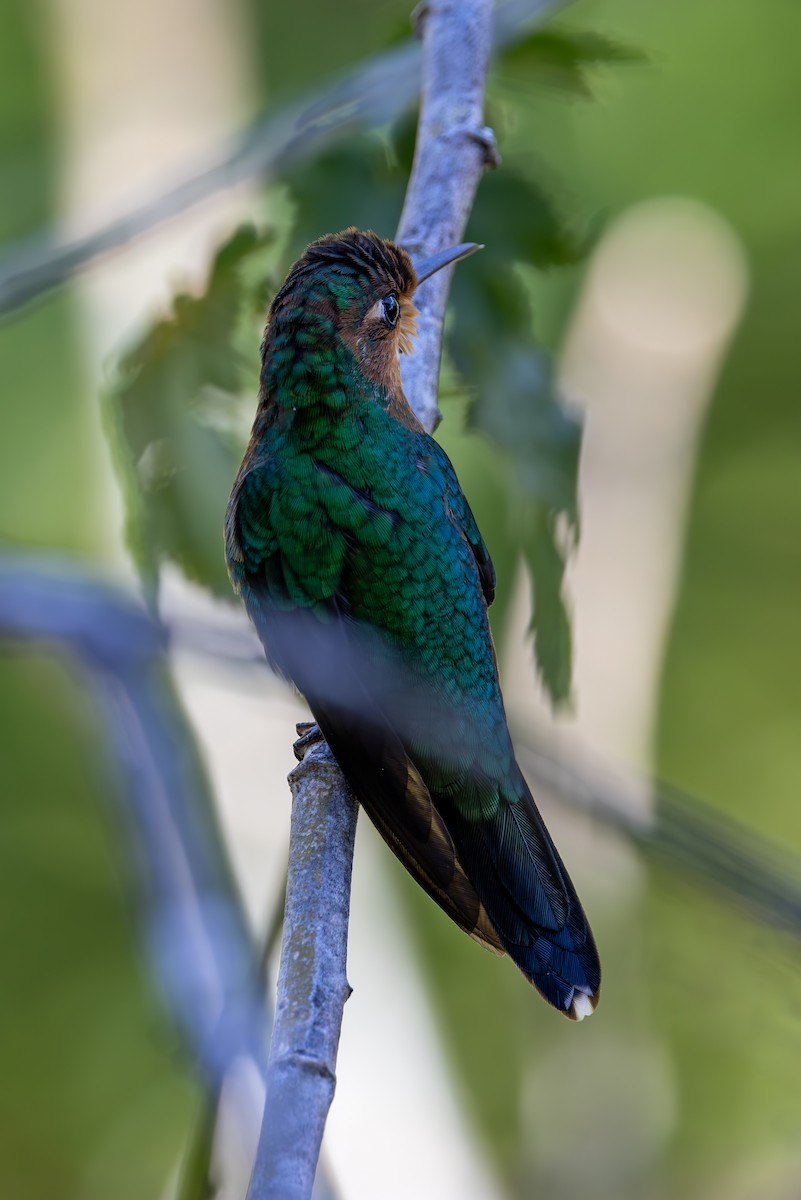 Green-crowned Brilliant - Mason Flint