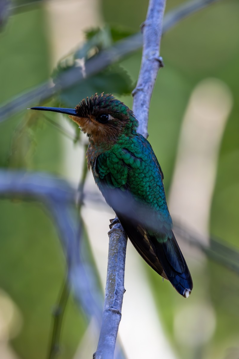 Green-crowned Brilliant - Mason Flint