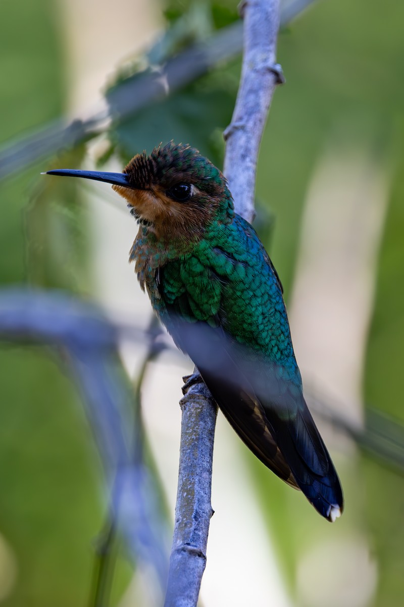 Green-crowned Brilliant - Mason Flint