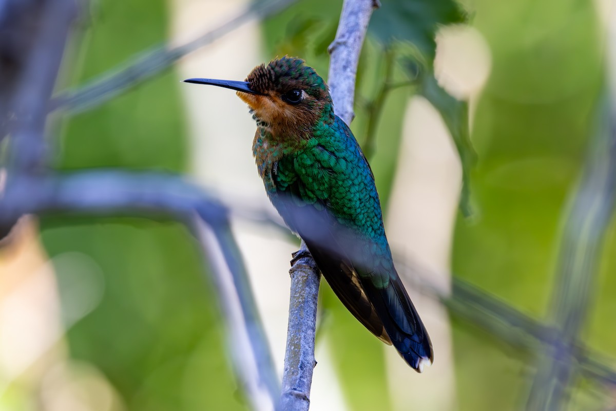 Green-crowned Brilliant - Mason Flint