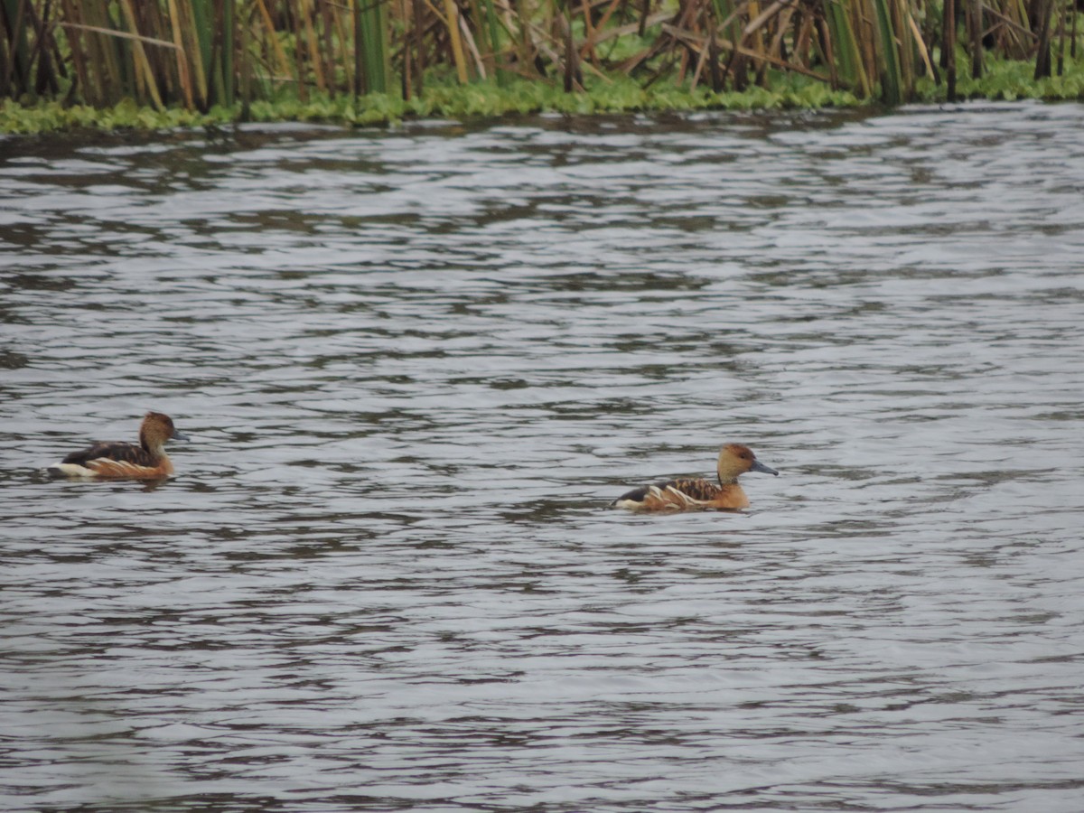 Fulvous Whistling-Duck - Nazareno Yunes Del Carlo