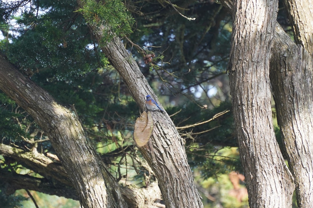 Western Bluebird - Amber Zertuche