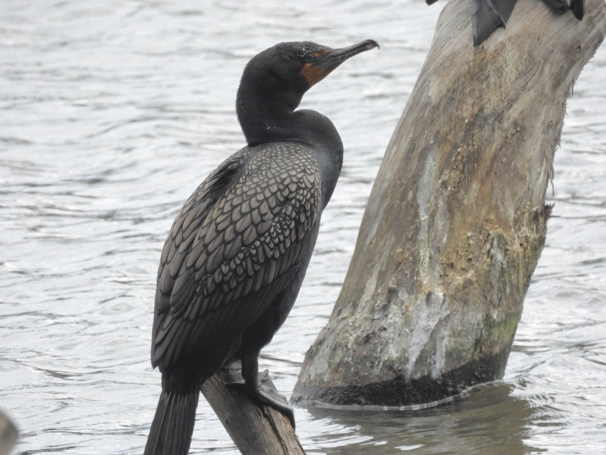 Double-crested Cormorant - ML619554328