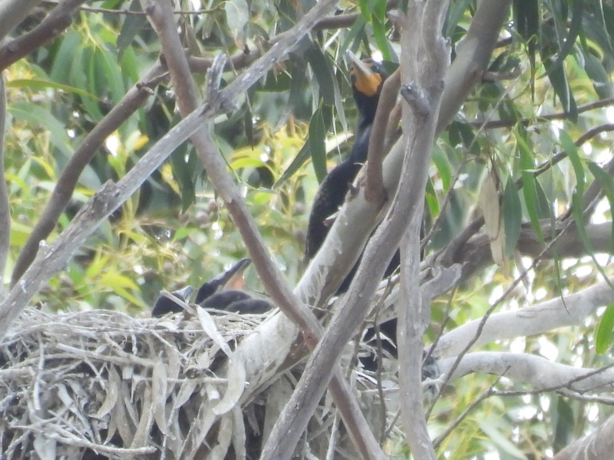 Double-crested Cormorant - Patti Northam