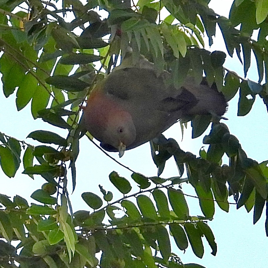 Pink-necked Green-Pigeon - Alisha Tay