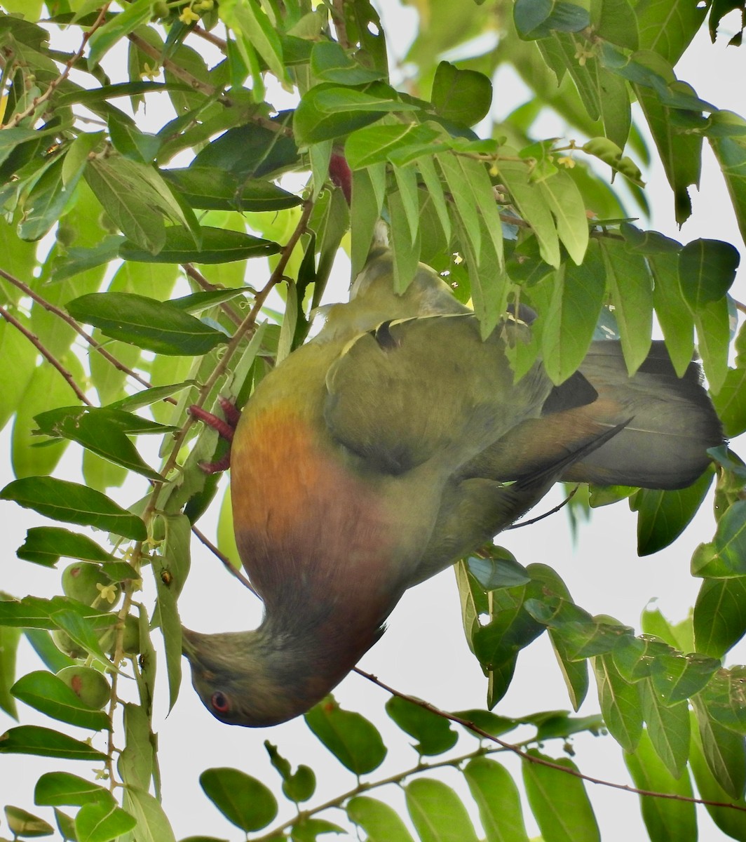 Pink-necked Green-Pigeon - Alisha Tay