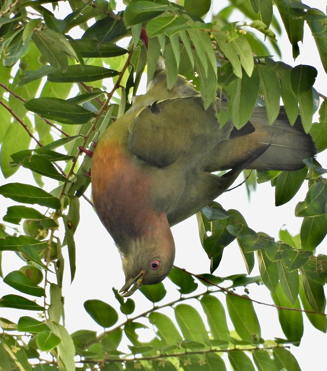 Pink-necked Green-Pigeon - Alisha Tay