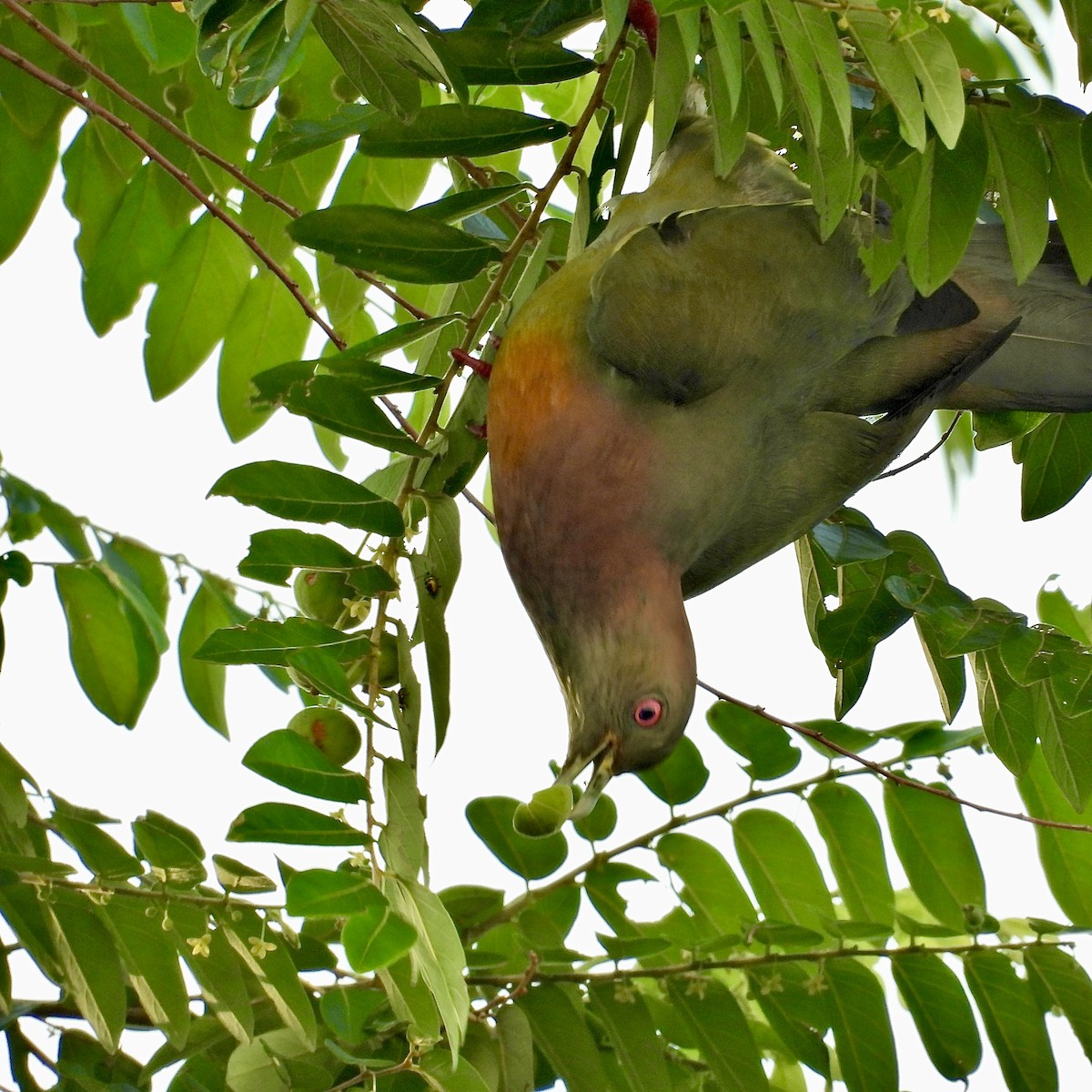 Pink-necked Green-Pigeon - Alisha Tay