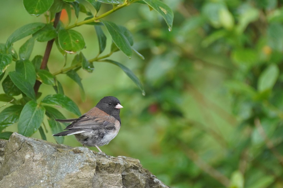 Dark-eyed Junco - Amber Zertuche