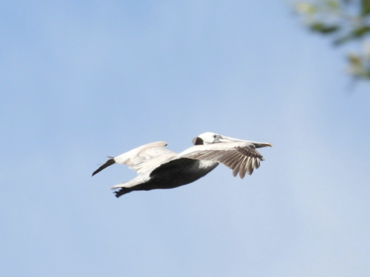 Brown Pelican - Patti Northam