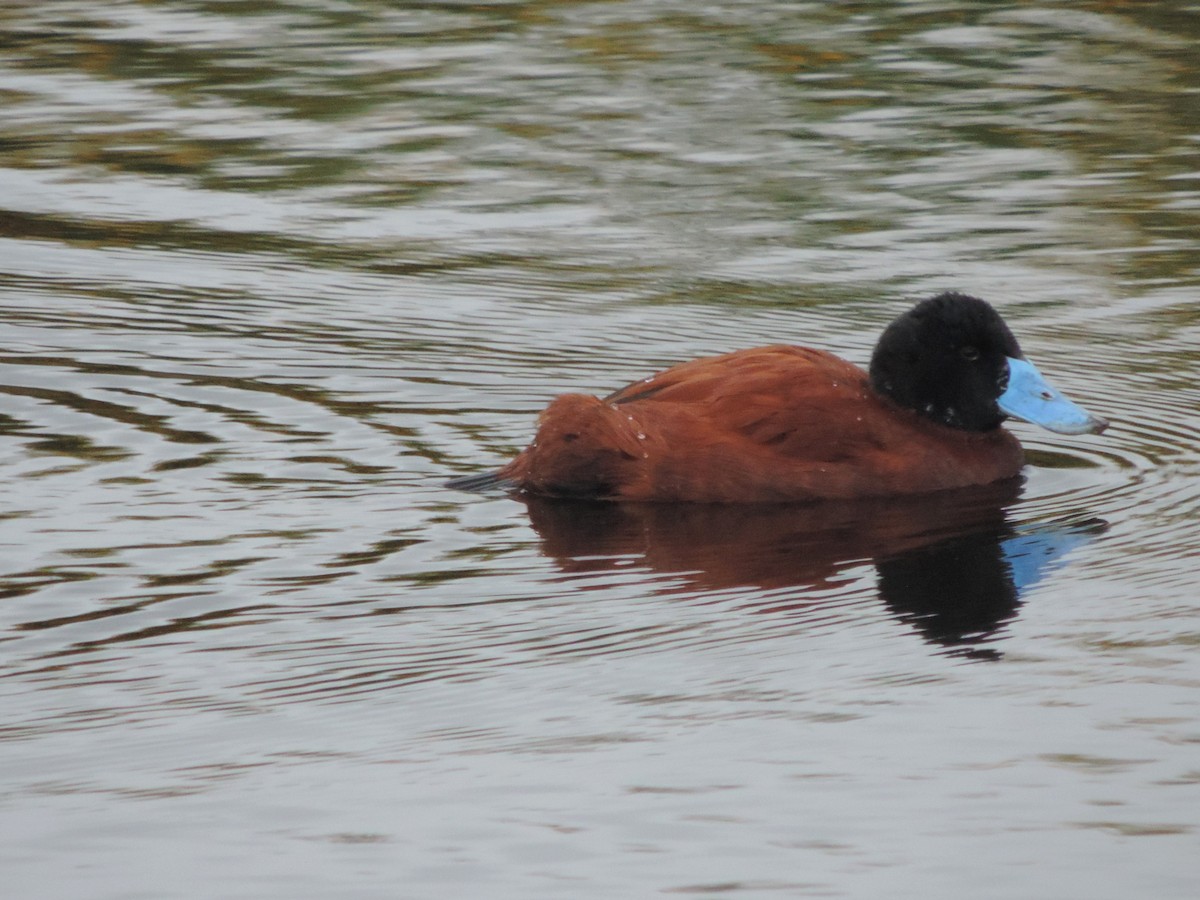 Andean Duck - Nazareno Yunes Del Carlo